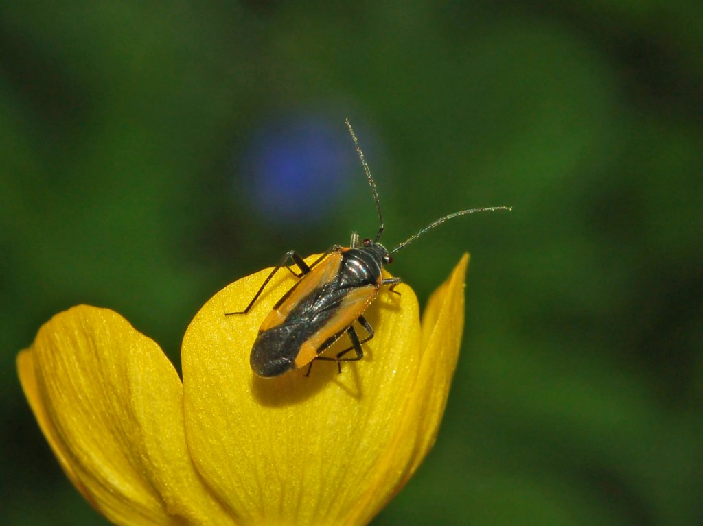 Miridae: Dionconotus neglectus del Piemonte